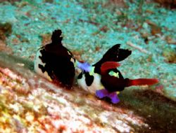 Nudibranch mating, Anilao Batangas Philippines, Oly 3000Z... by Luigi Abad Santos 